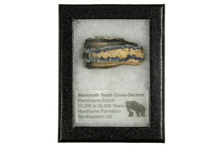 Mammoth Molar Slice With Case - South Carolina #335361